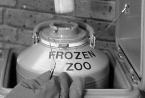 frozen zoo