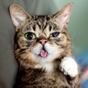 lilbub